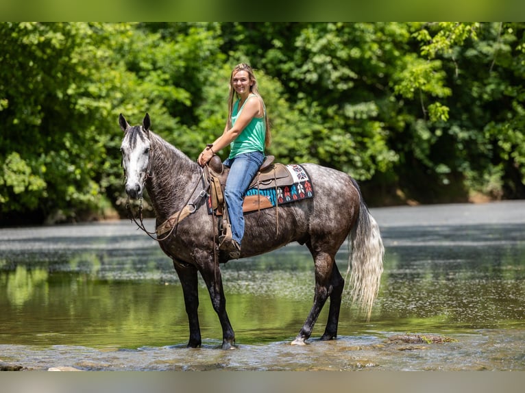 Fox trotter de Missouri Caballo castrado 6 años 160 cm Tordo in Ewing KY