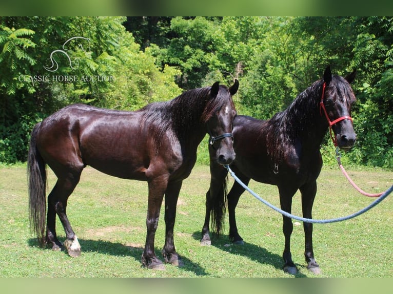 Fox trotter de Missouri Caballo castrado 7 años 132 cm Castaño rojizo in Rockholds, KY