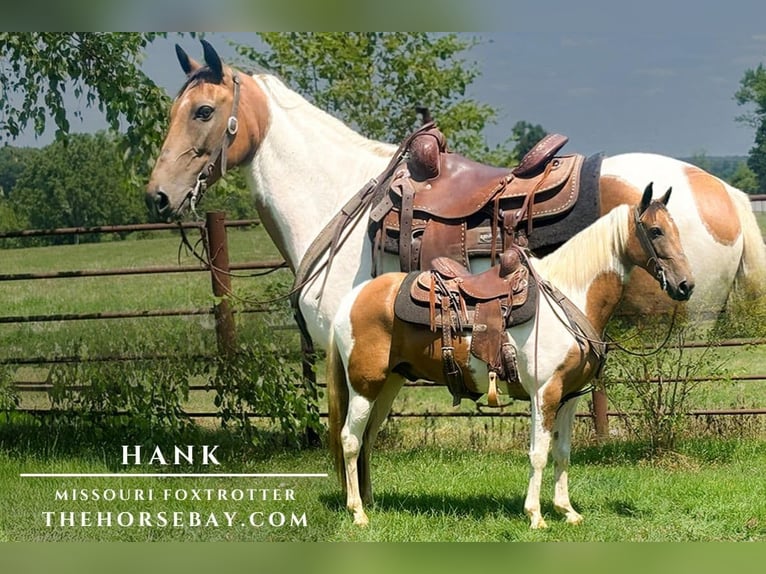 Fox trotter de Missouri Caballo castrado 7 años 150 cm Tobiano-todas las-capas in Houston, MO