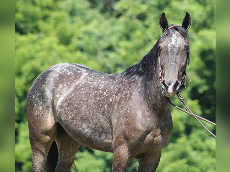 Fox trotter de Missouri Caballo castrado 7 años 150 cm Tordo in Whitley City KY