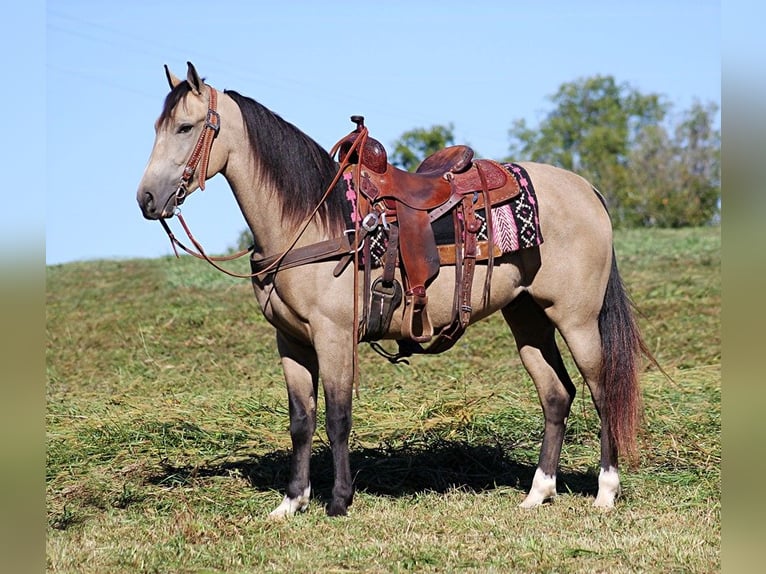 Fox trotter de Missouri Caballo castrado 7 años 152 cm Buckskin/Bayo in Whitley City KY