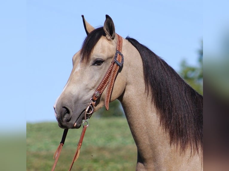 Fox trotter de Missouri Caballo castrado 7 años 152 cm Buckskin/Bayo in Whitley City KY