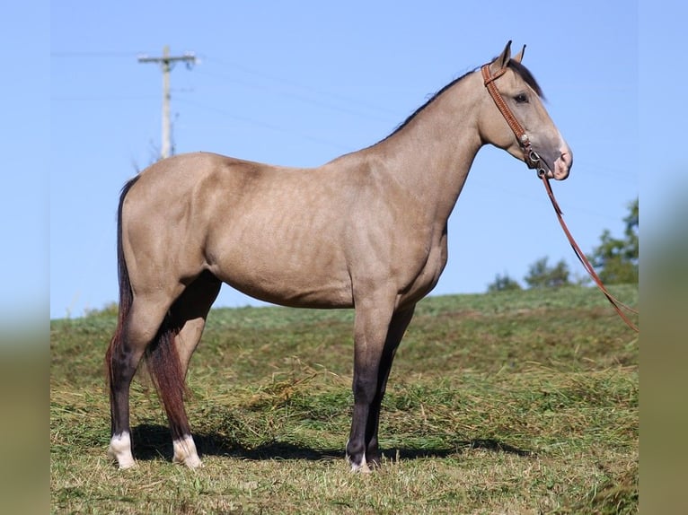 Fox trotter de Missouri Caballo castrado 7 años 152 cm Buckskin/Bayo in Whitley City KY