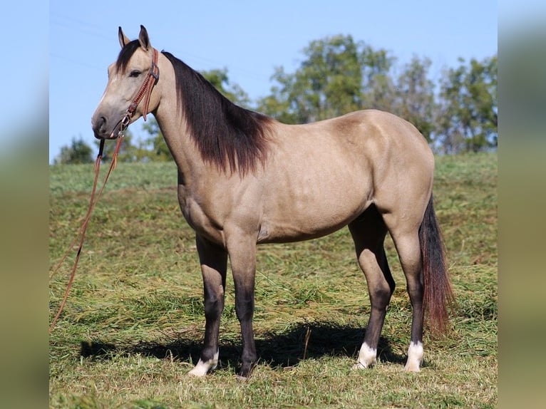 Fox trotter de Missouri Caballo castrado 7 años 152 cm Buckskin/Bayo in Whitley City KY