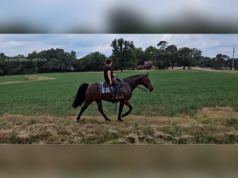 Fox trotter de Missouri Caballo castrado 7 años 152 cm Castaño rojizo in Gillsville, GA