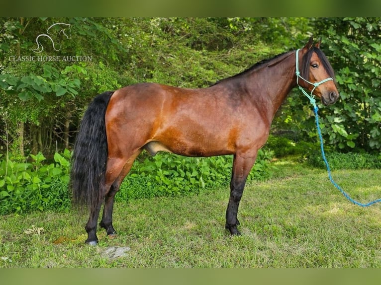 Fox trotter de Missouri Caballo castrado 7 años 152 cm Castaño rojizo in Gillsville, GA