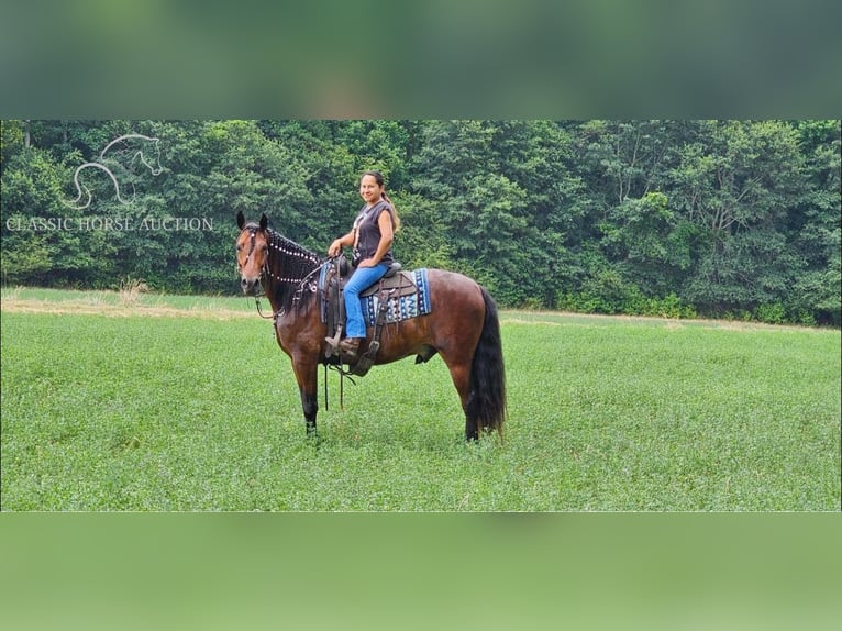 Fox trotter de Missouri Caballo castrado 7 años 152 cm Castaño rojizo in Gillsville, GA