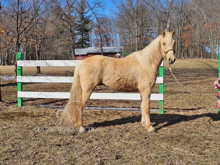 Fox trotter de Missouri Caballo castrado 7 años 152 cm Palomino in Tionesta, PA