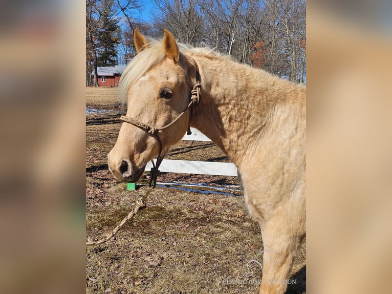 Fox trotter de Missouri Caballo castrado 7 años 152 cm Palomino in Tionesta, PA