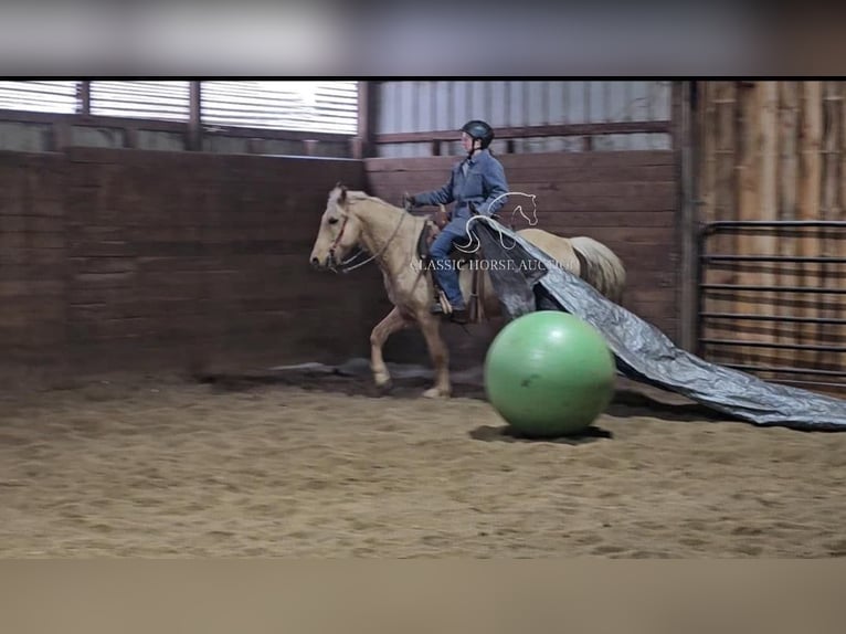 Fox trotter de Missouri Caballo castrado 7 años 152 cm Palomino in Tionesta, PA