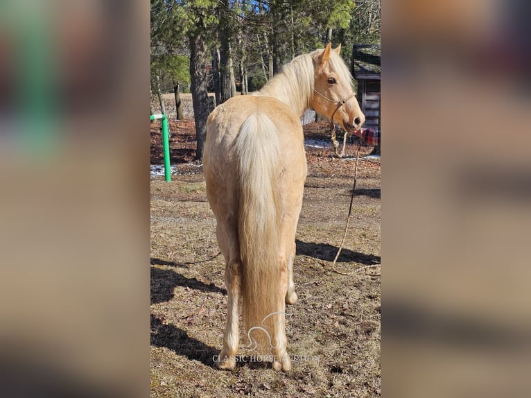 Fox trotter de Missouri Caballo castrado 7 años 152 cm Palomino in Tionesta, PA