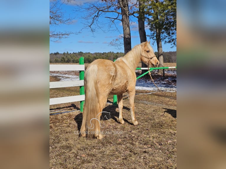 Fox trotter de Missouri Caballo castrado 7 años 152 cm Palomino in Tionesta, PA