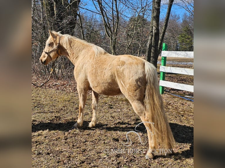 Fox trotter de Missouri Caballo castrado 7 años 152 cm Palomino in Tionesta, PA