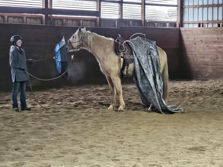 Fox trotter de Missouri Caballo castrado 7 años 152 cm Palomino in Tionesta, PA