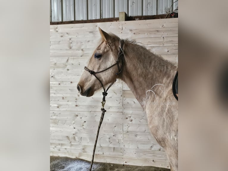 Fox trotter de Missouri Caballo castrado 7 años 152 cm Palomino in Tionesta, PA