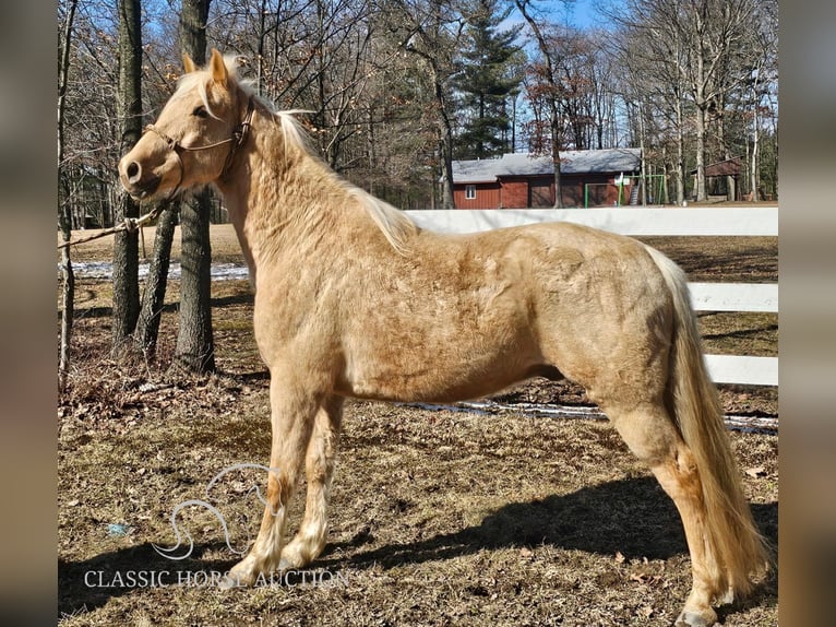 Fox trotter de Missouri Caballo castrado 7 años 152 cm Palomino in Tionesta, PA