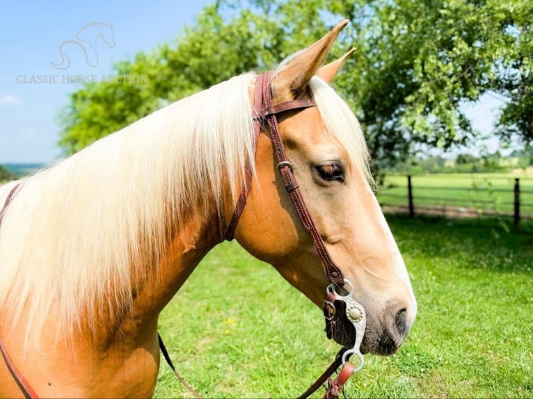 Fox trotter de Missouri Caballo castrado 7 años 152 cm Palomino in Houston, MO