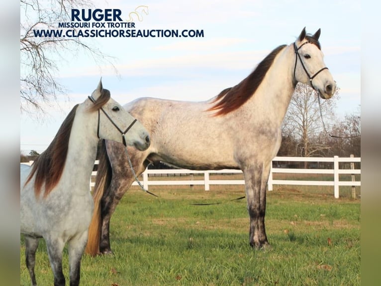 Fox trotter de Missouri Caballo castrado 7 años 152 cm Tordo in LEWISBURG, TN