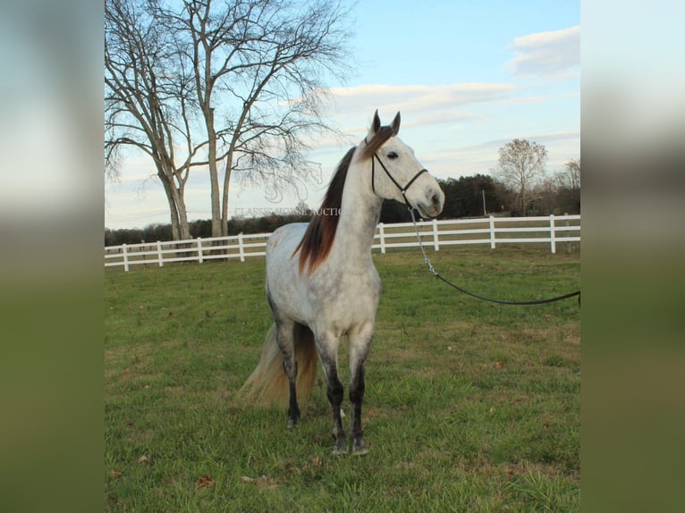 Fox trotter de Missouri Caballo castrado 7 años 152 cm Tordo in LEWISBURG, TN