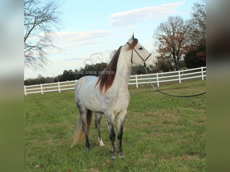 Fox trotter de Missouri Caballo castrado 7 años 152 cm Tordo in LEWISBURG, TN