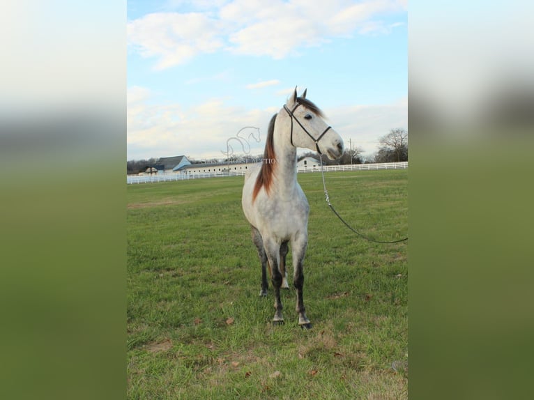 Fox trotter de Missouri Caballo castrado 7 años 152 cm Tordo in LEWISBURG, TN