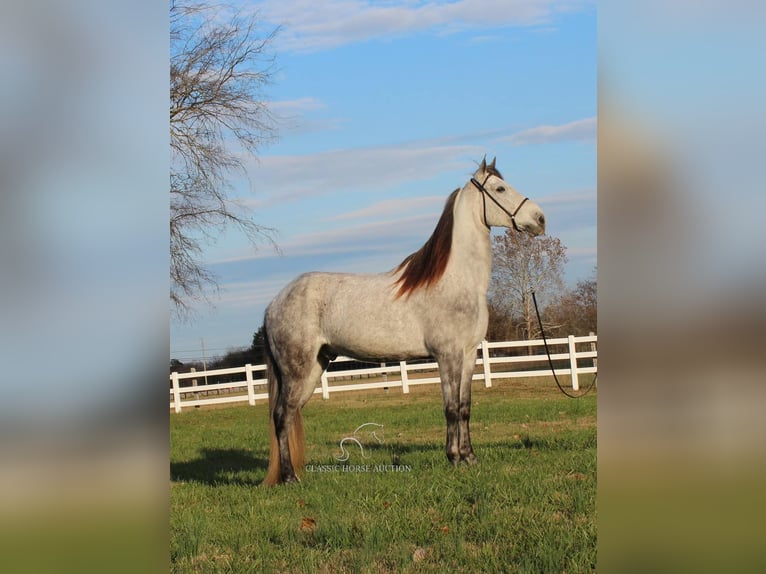 Fox trotter de Missouri Caballo castrado 7 años 152 cm Tordo in LEWISBURG, TN