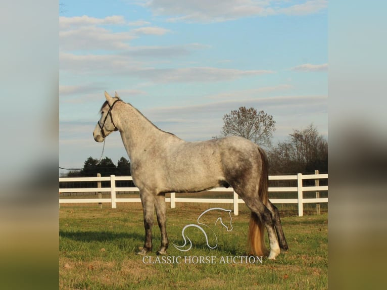 Fox trotter de Missouri Caballo castrado 7 años 152 cm Tordo in LEWISBURG, TN