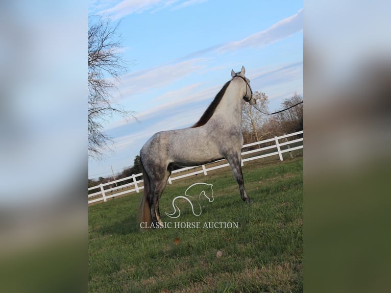 Fox trotter de Missouri Caballo castrado 7 años 152 cm Tordo in LEWISBURG, TN