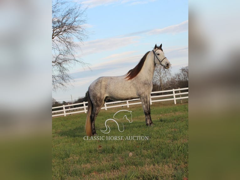 Fox trotter de Missouri Caballo castrado 7 años 152 cm Tordo in LEWISBURG, TN