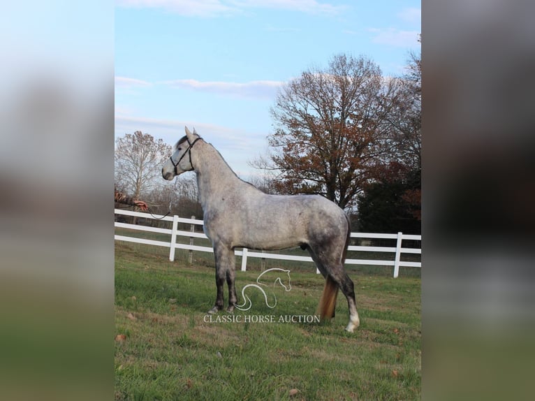 Fox trotter de Missouri Caballo castrado 7 años 152 cm Tordo in LEWISBURG, TN