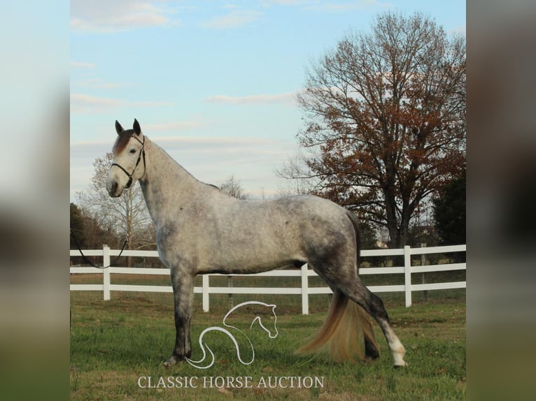 Fox trotter de Missouri Caballo castrado 7 años 152 cm Tordo in LEWISBURG, TN