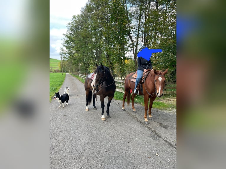 Fox trotter de Missouri Caballo castrado 7 años 153 cm Alazán in Seeshaupt