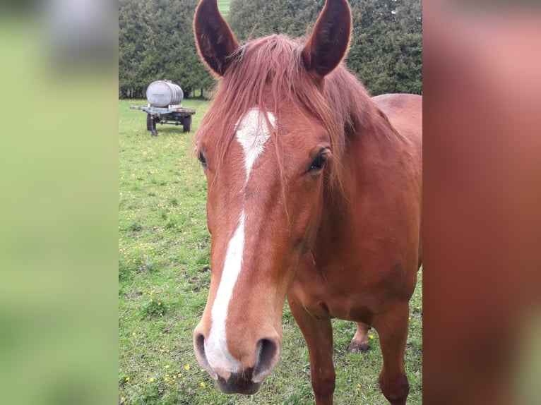 Fox trotter de Missouri Caballo castrado 7 años 153 cm Alazán in Seeshaupt