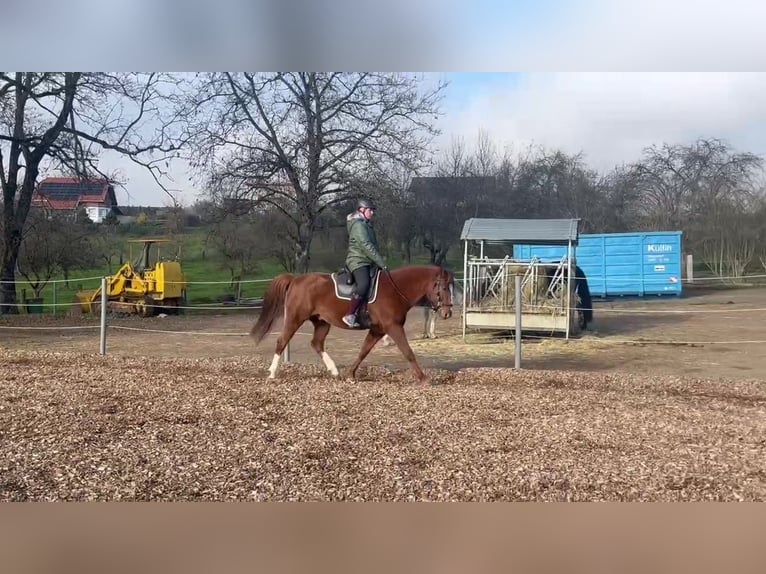 Fox trotter de Missouri Caballo castrado 7 años 156 cm Alazán in Tuderschitz