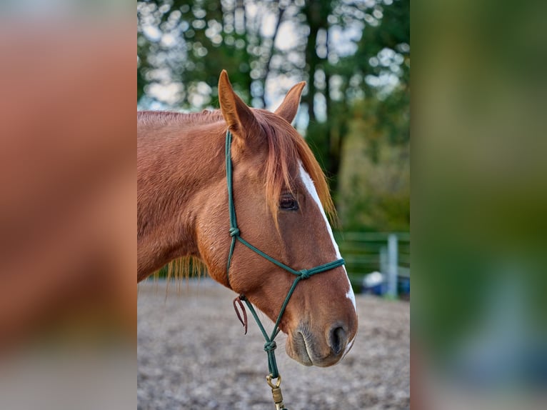 Fox trotter de Missouri Caballo castrado 7 años 156 cm Alazán in Tuderschitz