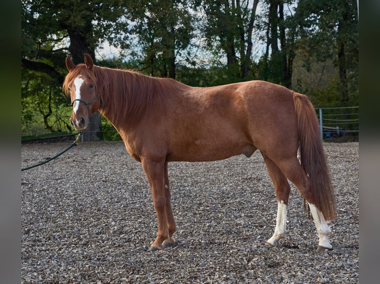 Fox trotter de Missouri Caballo castrado 7 años 156 cm Alazán in Tuderschitz