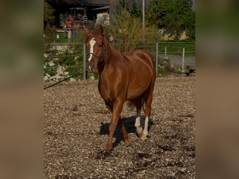 Fox trotter de Missouri Caballo castrado 7 años 156 cm Alazán in Tuderschitz