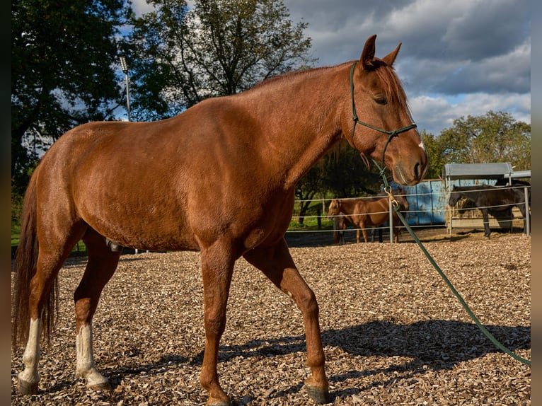 Fox trotter de Missouri Caballo castrado 7 años 156 cm Alazán in Tuderschitz