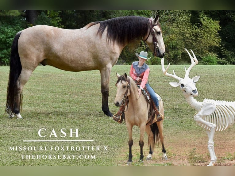 Fox trotter de Missouri Mestizo Caballo castrado 7 años 157 cm Buckskin/Bayo in Eatonton, GA