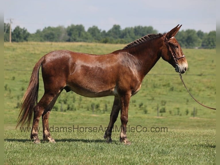 Fox trotter de Missouri Caballo castrado 7 años 157 cm Castaño rojizo in Mount Vernon