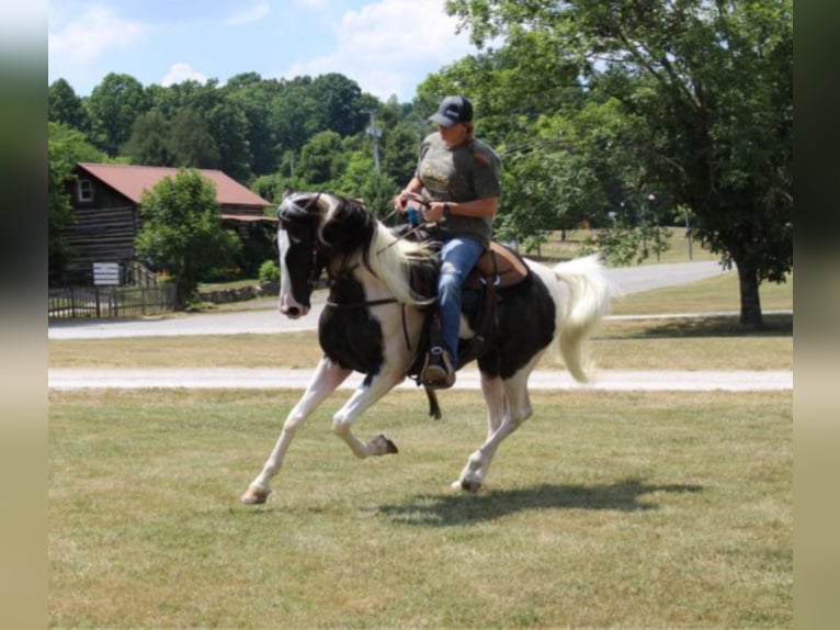 Fox trotter de Missouri Caballo castrado 7 años 160 cm Tobiano-todas las-capas in Mount vernon KY