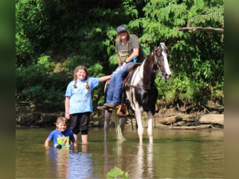 Fox trotter de Missouri Caballo castrado 7 años 160 cm Tobiano-todas las-capas in Mount vernon KY