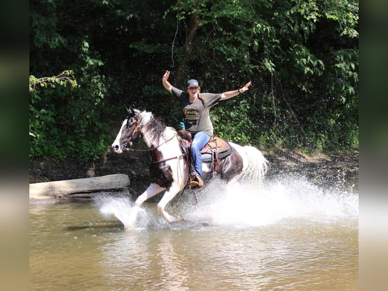 Fox trotter de Missouri Caballo castrado 7 años 160 cm Tobiano-todas las-capas in Mount vernon KY