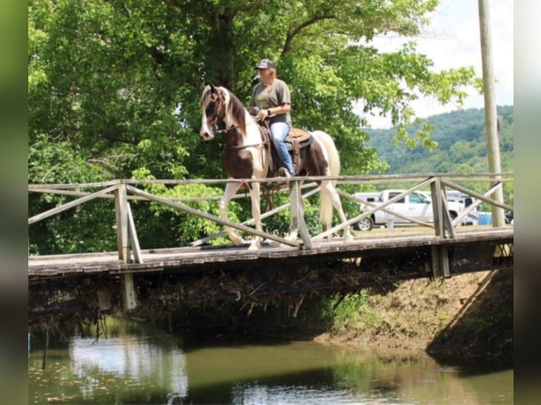 Fox trotter de Missouri Caballo castrado 7 años 160 cm Tobiano-todas las-capas in Mount vernon KY