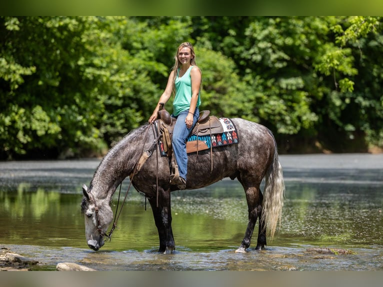 Fox trotter de Missouri Caballo castrado 7 años 160 cm Tordo in Ewing KY