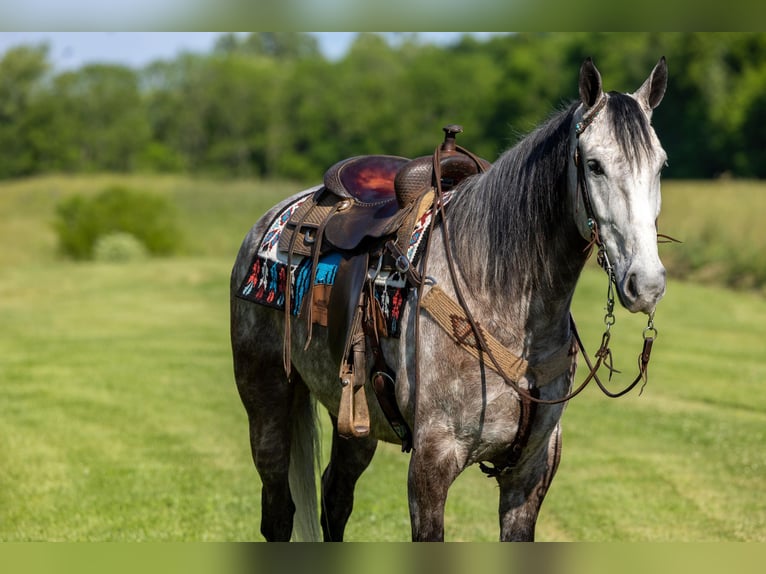 Fox trotter de Missouri Caballo castrado 7 años 160 cm Tordo in Ewing KY