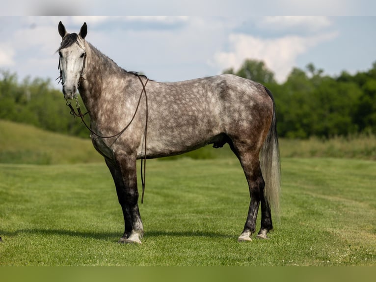 Fox trotter de Missouri Caballo castrado 7 años 160 cm Tordo in Ewing KY