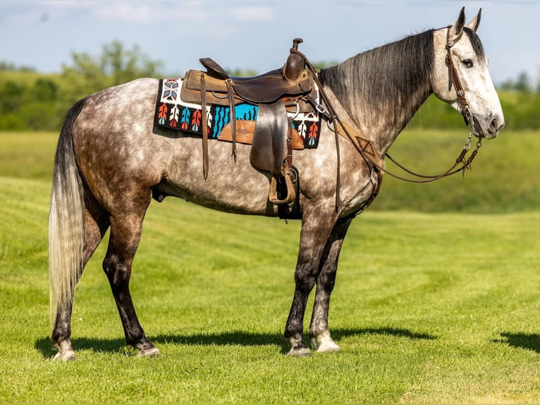 Fox trotter de Missouri Caballo castrado 7 años 160 cm Tordo in Ewing KY