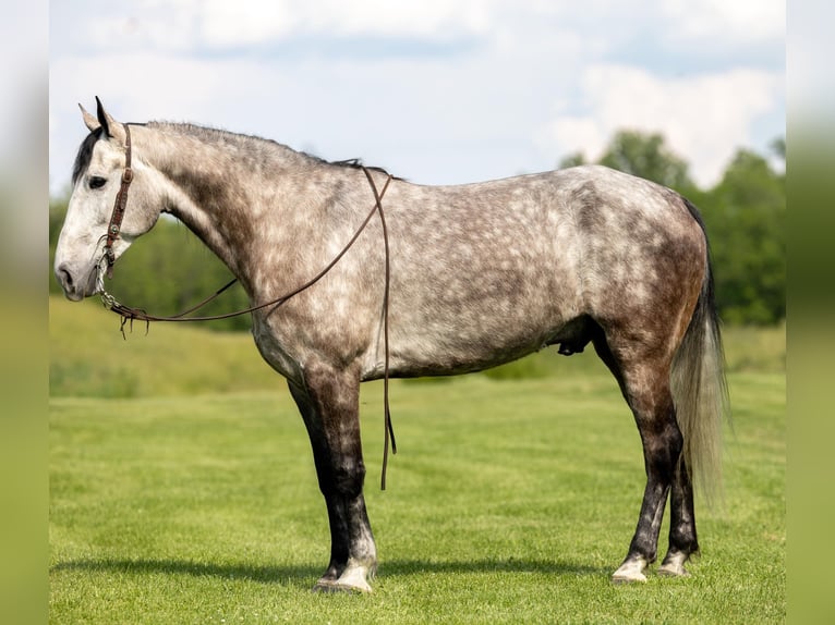 Fox trotter de Missouri Caballo castrado 7 años 160 cm Tordo in Ewing KY