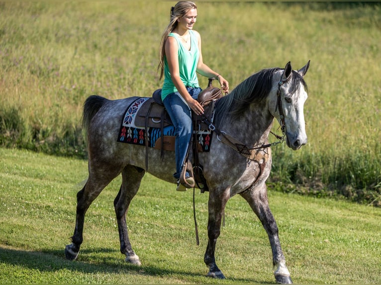 Fox trotter de Missouri Caballo castrado 7 años 160 cm Tordo in Ewing KY